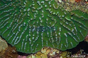 Mycetophyllia danaana Mycetophylle Bonaire Sampler-19m-20180219-Denis-ADER-DSC_6684_tn